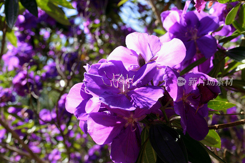 开花Tibouchina lepidota 'Alstonville'树